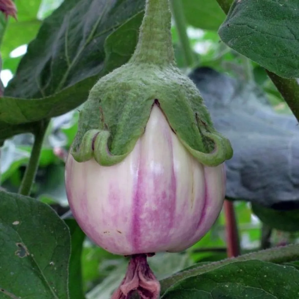 Aubergine 'Rotonda Bianca Sfumata di Rosa'