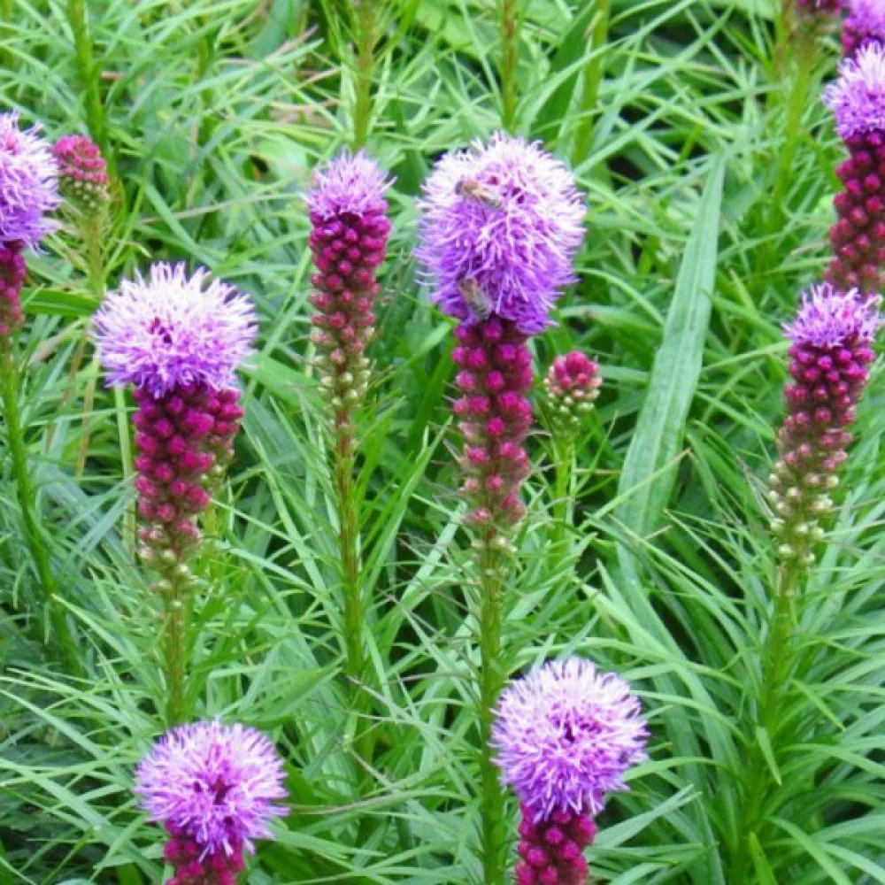 Rosenstav Liatris spicata – rosalila