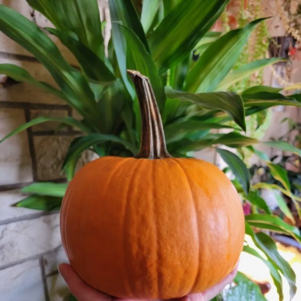 Pumpa 'Small Sugar'