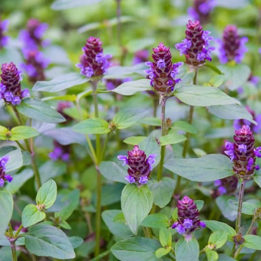 Brunört