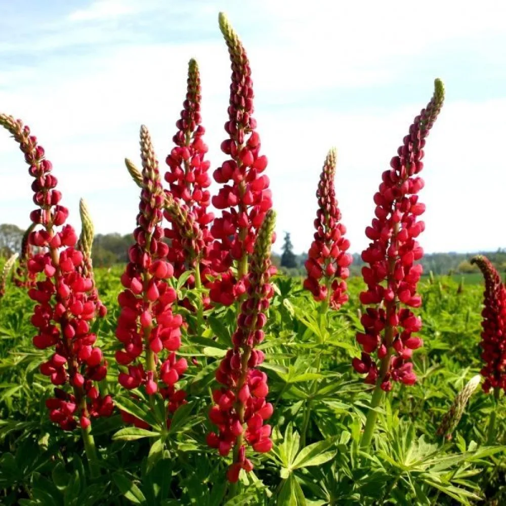 Lupin 'My Castle' scharlakansröd