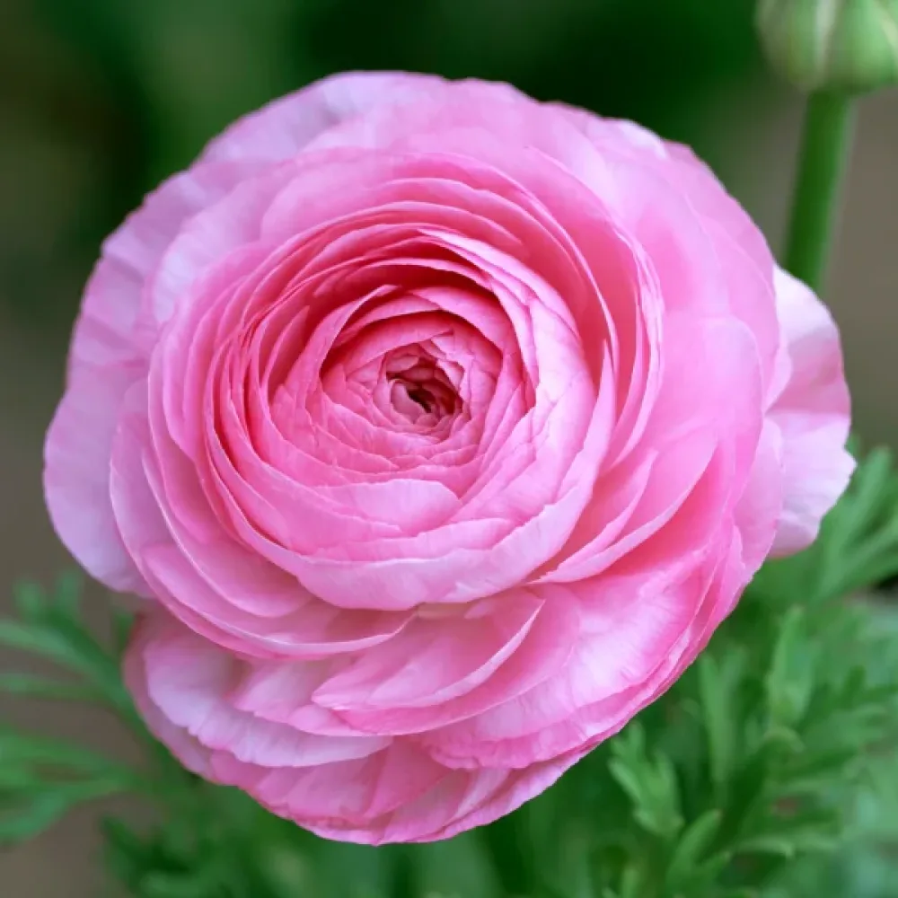 Ranunkel 'Pink Tomer'