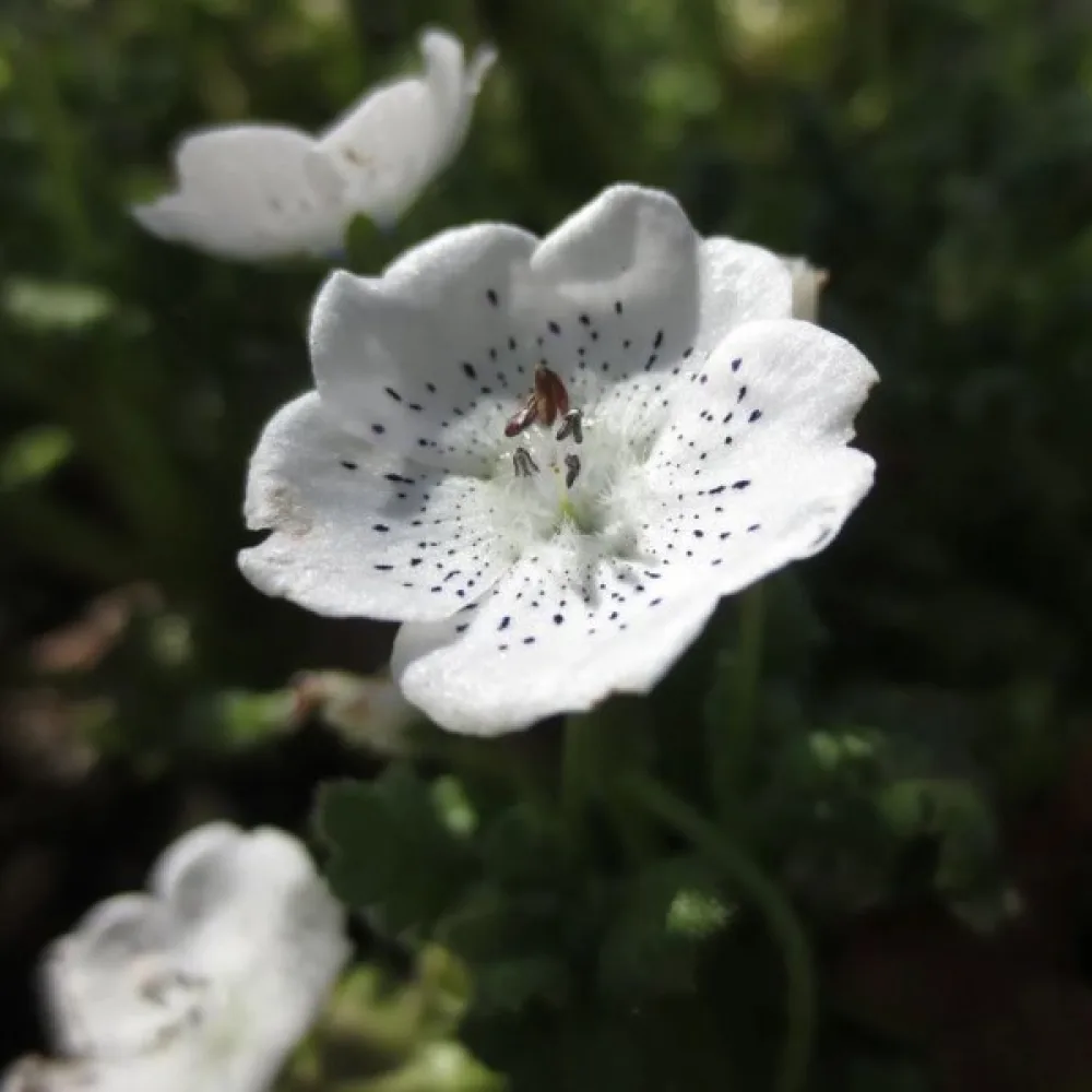 Nemophila – artblandning