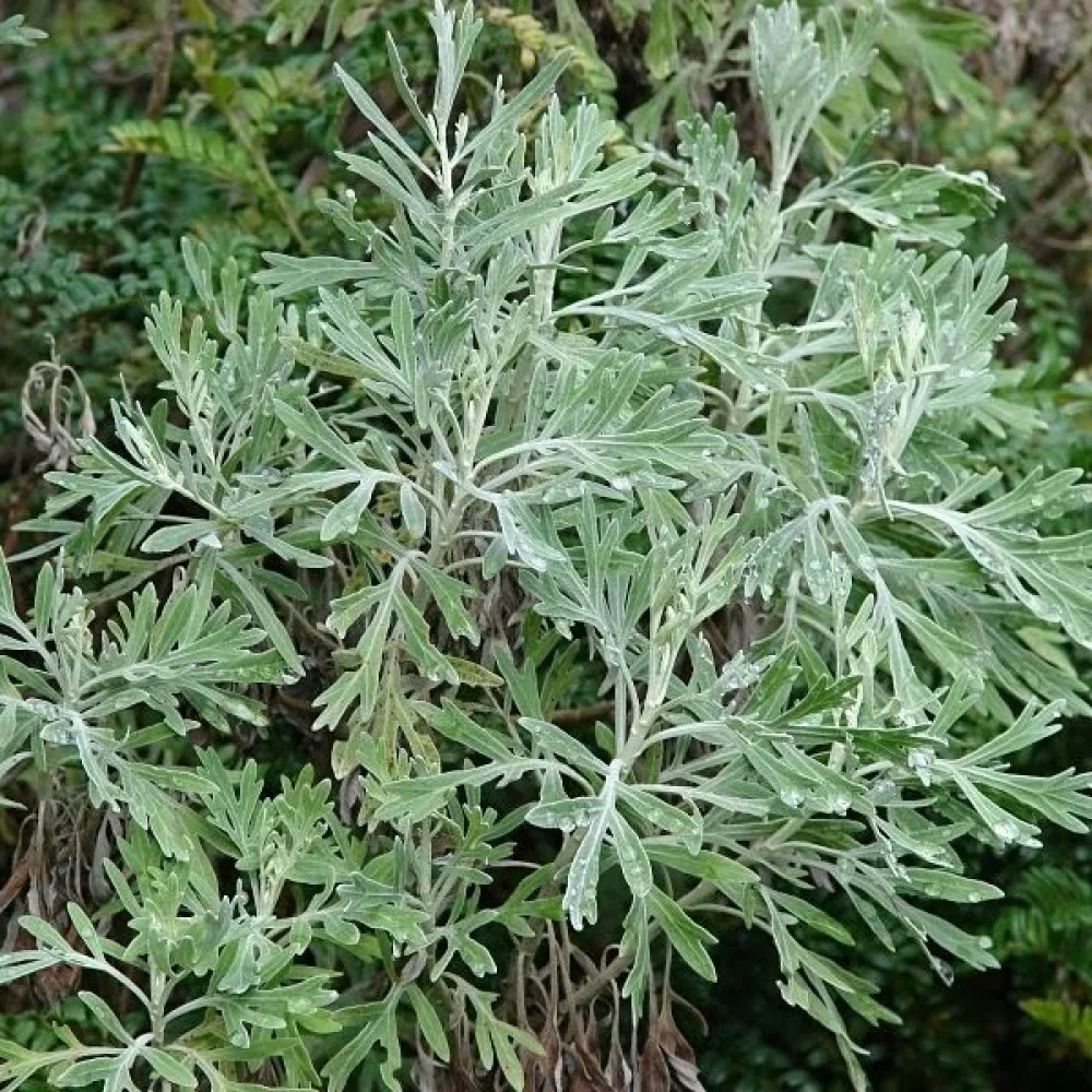 Malört Artemisia absinthium