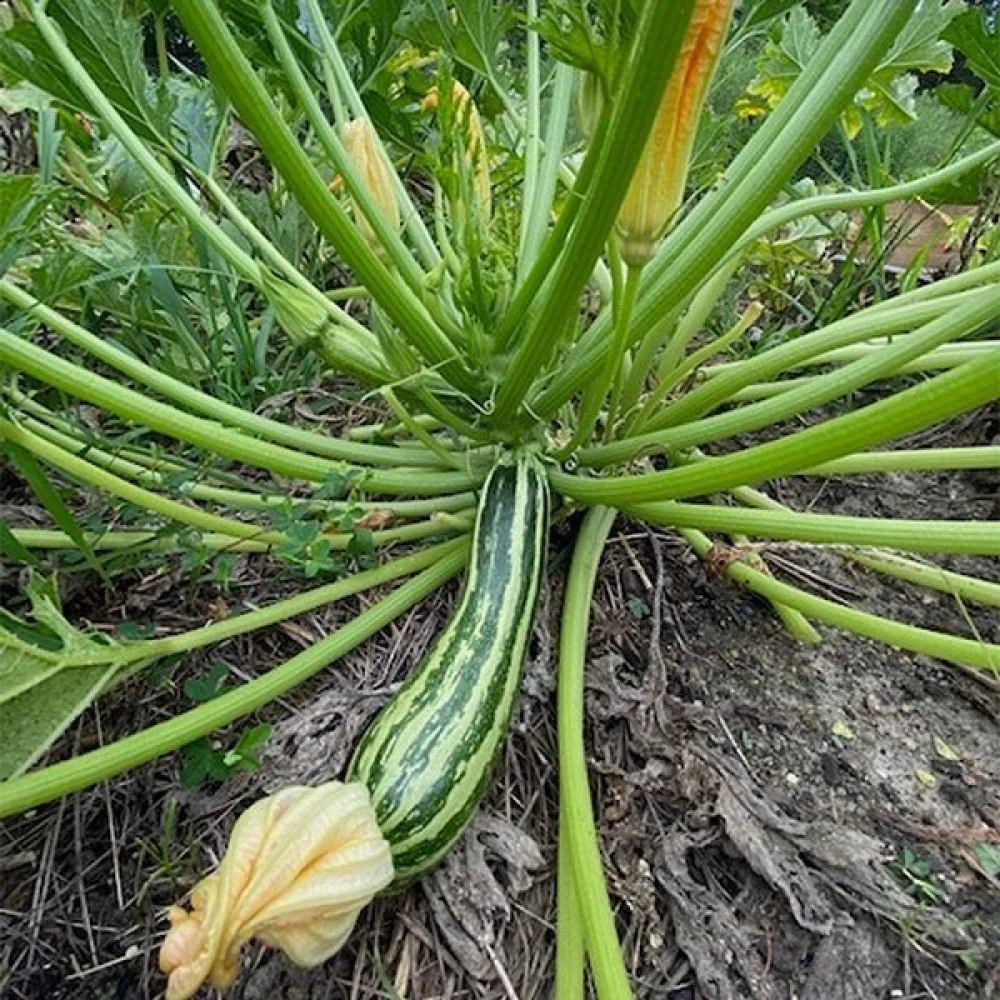 Zucchini 'Striato d'Italia'