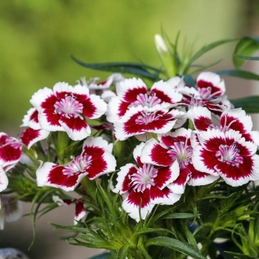 Borstnejlika 'Holborn Glory' – vit