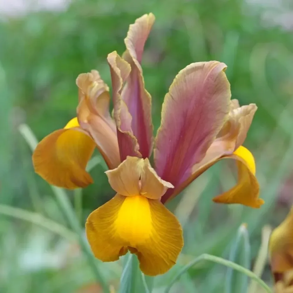 Iris 'Bronze Perfection'