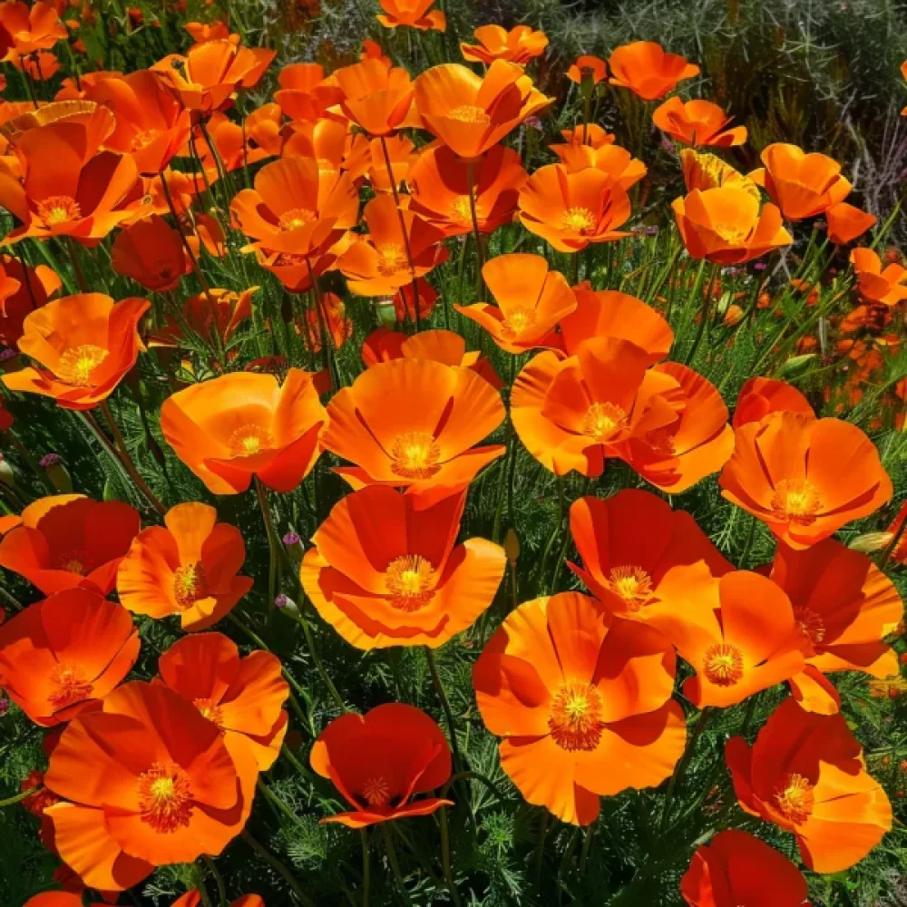 Sömntuta 'California Mikado', djupt orange