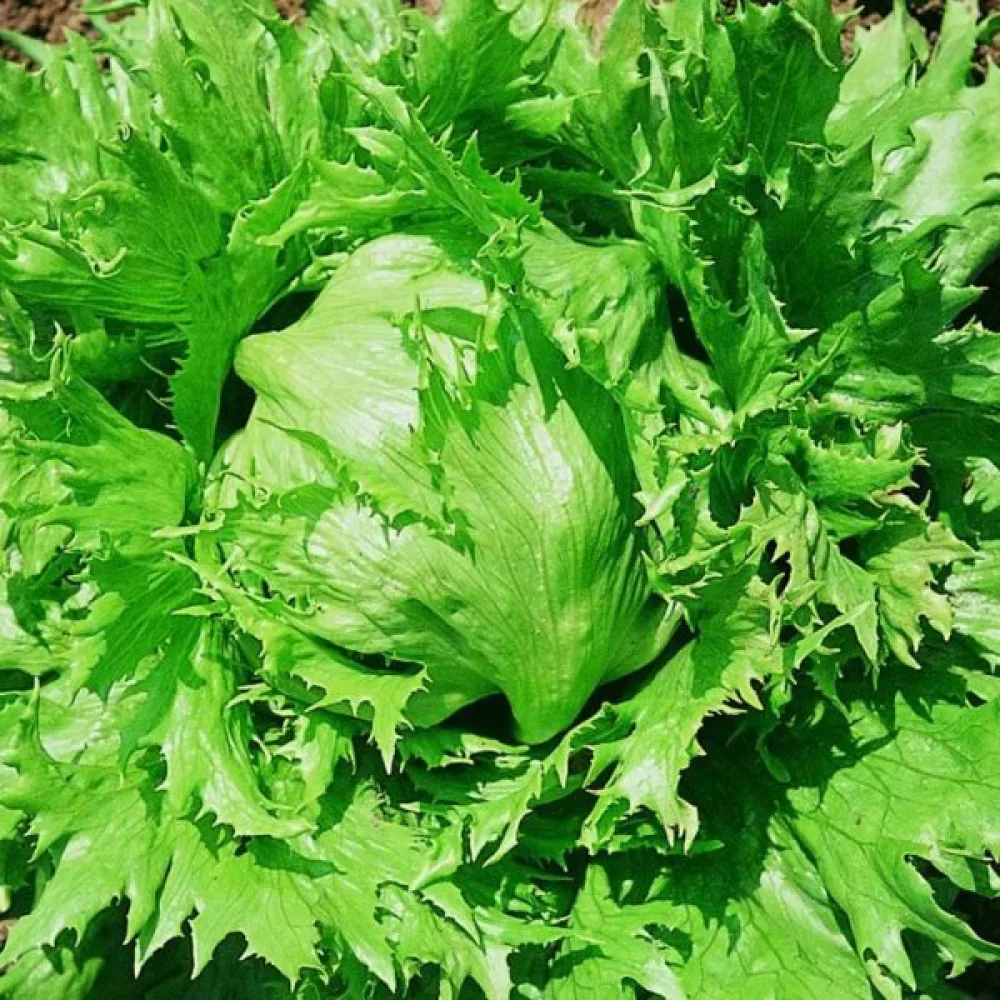 Isbergssallat 'Ice Queen'