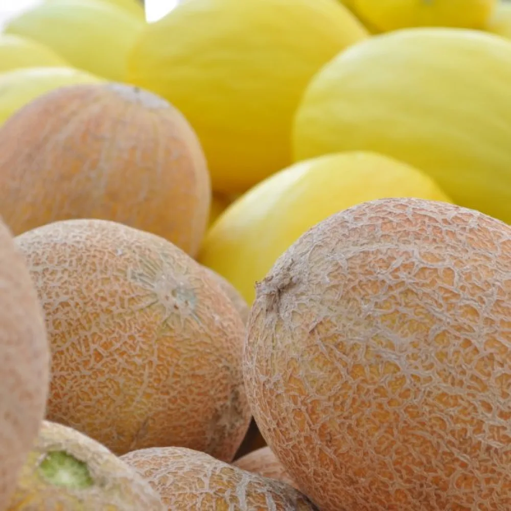 Melon – mix