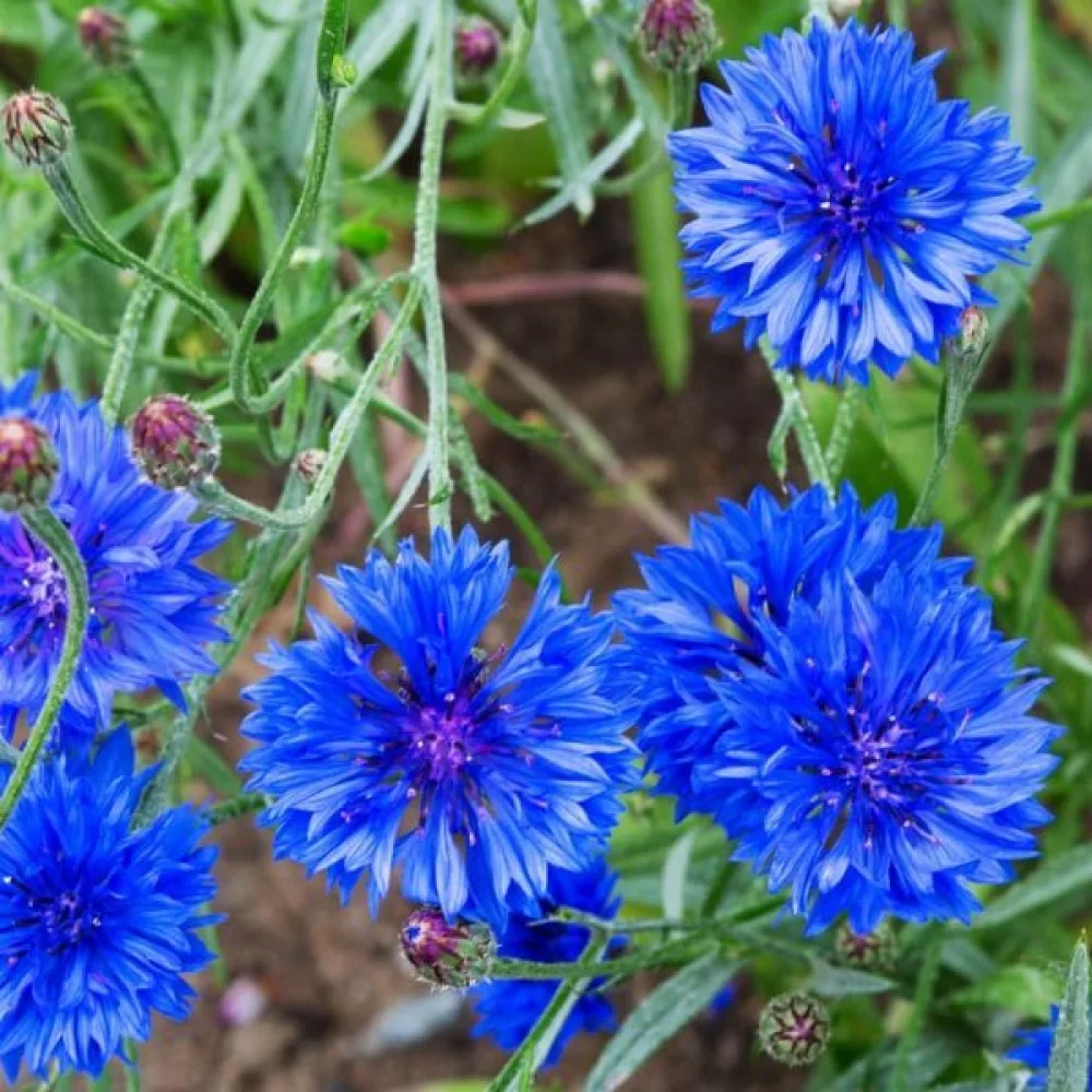 Blåklint Centaurea cyanus, vildform, blå