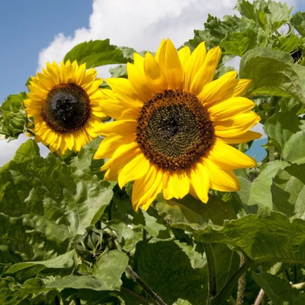 Solros 'Sunshine'