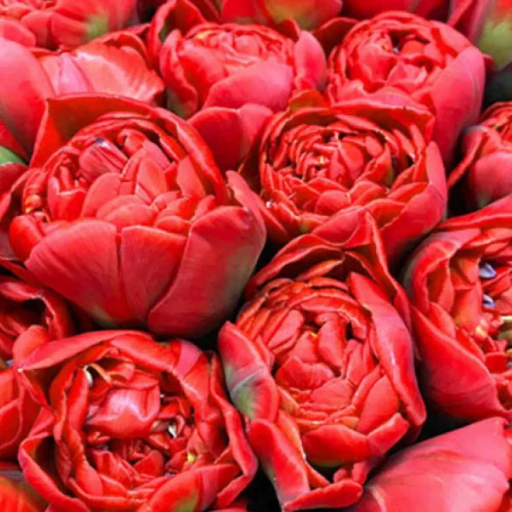 Tulpan 'Miranda'