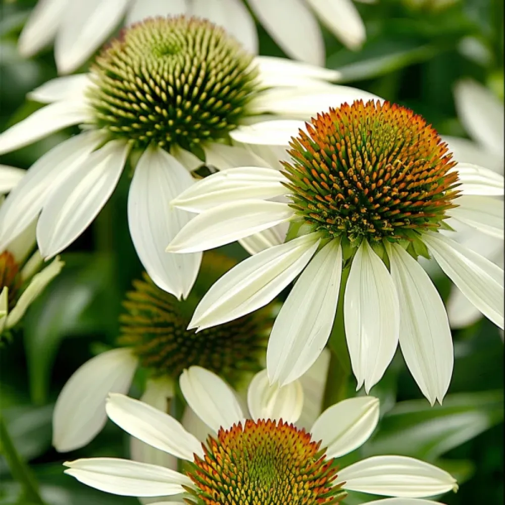 Rosenrudbeckia 'White Swan'