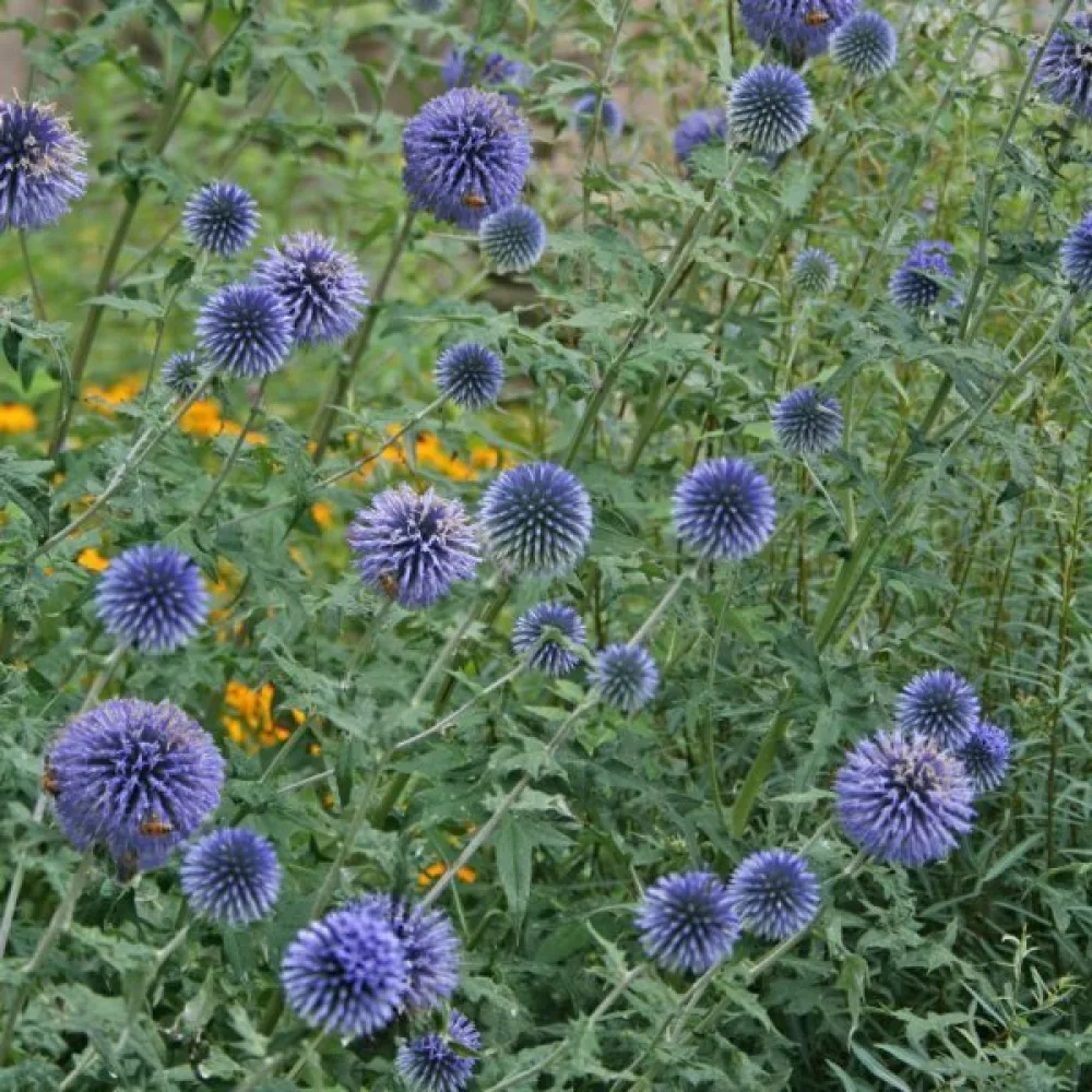 Bolltistel Echinops bannaticus, blå