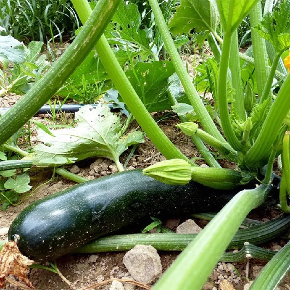 Zucchini 'Black Beauty'