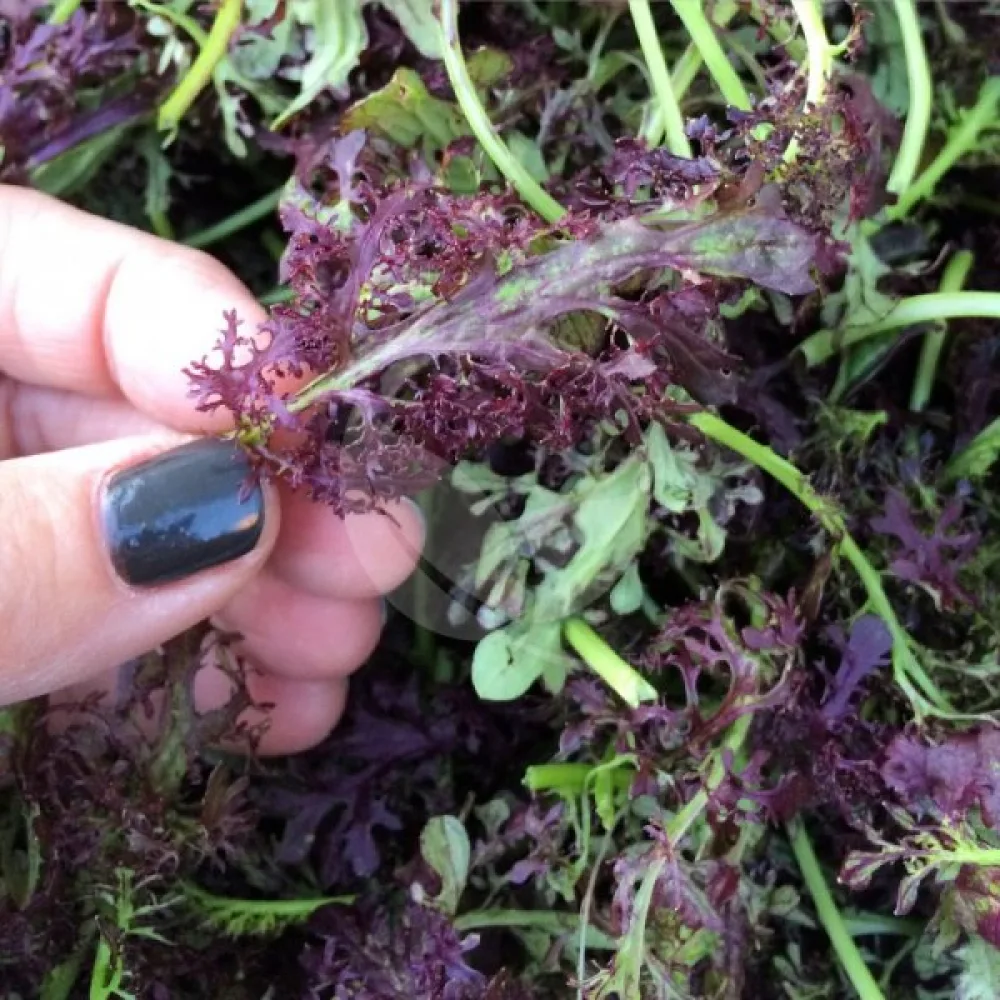 Sareptasenap 'Frilly Red' för mikrogrönt