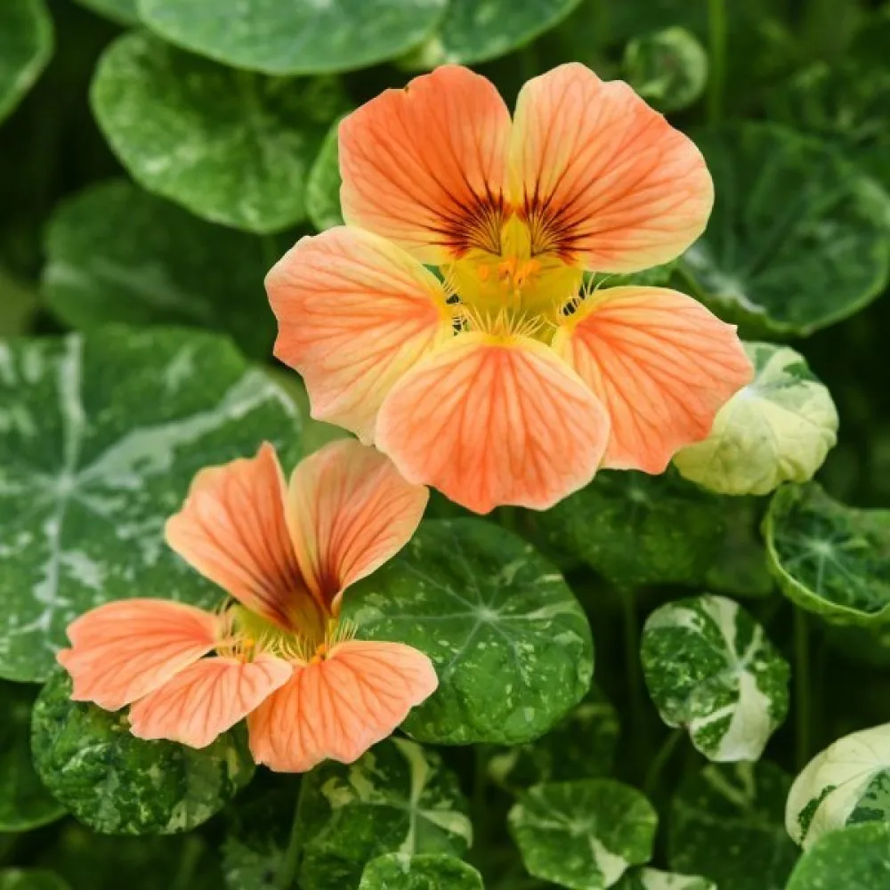Krasse 'Alaska Salmon Orange'