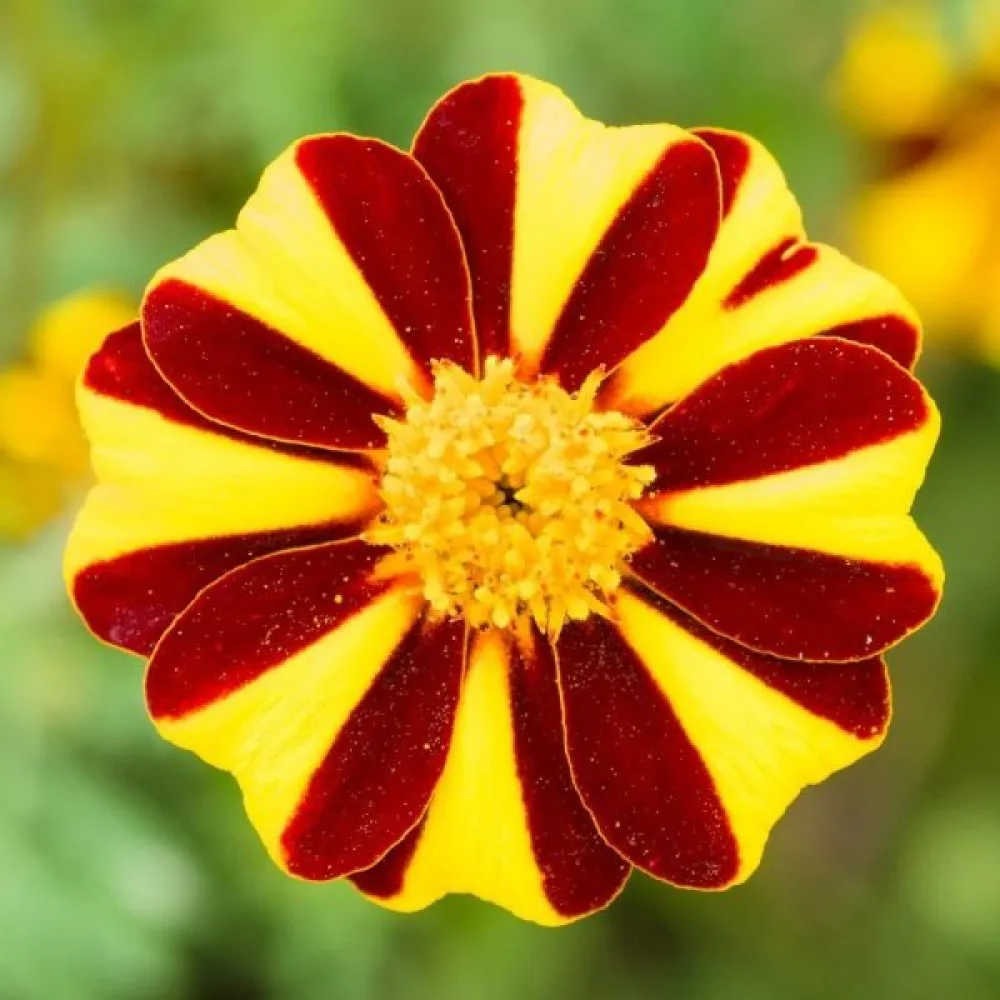 Fransk tagetes 'Mrs Majesty'