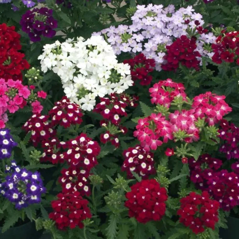 Verbena 'Ideal Florist' (blandning)