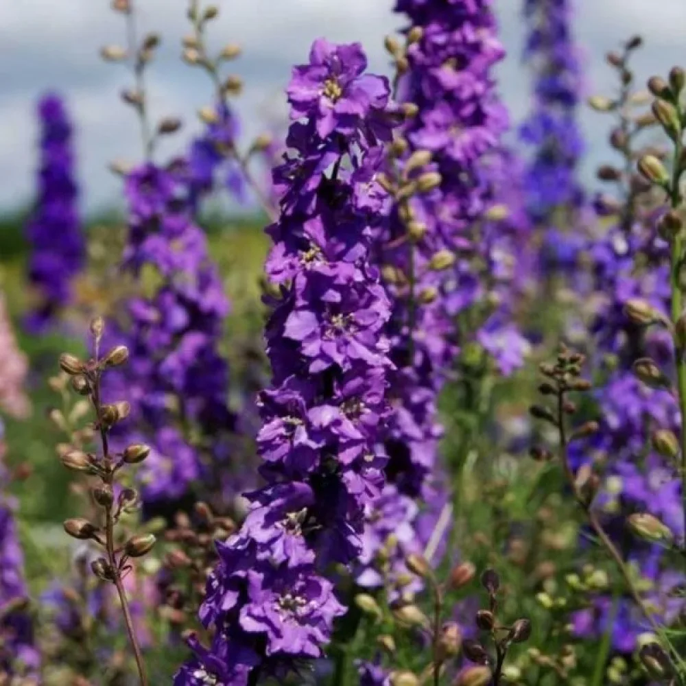 Sommarriddarsporre 'Lilac Spire' – lila