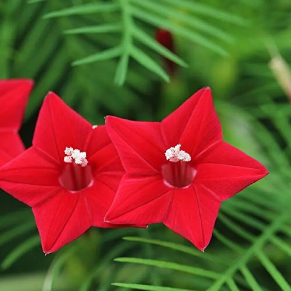 Cypressvinda Ipomoea pennata – röd