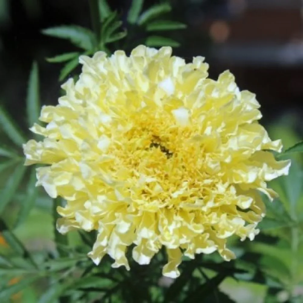 Afrikansk tagetes 'Albatros'