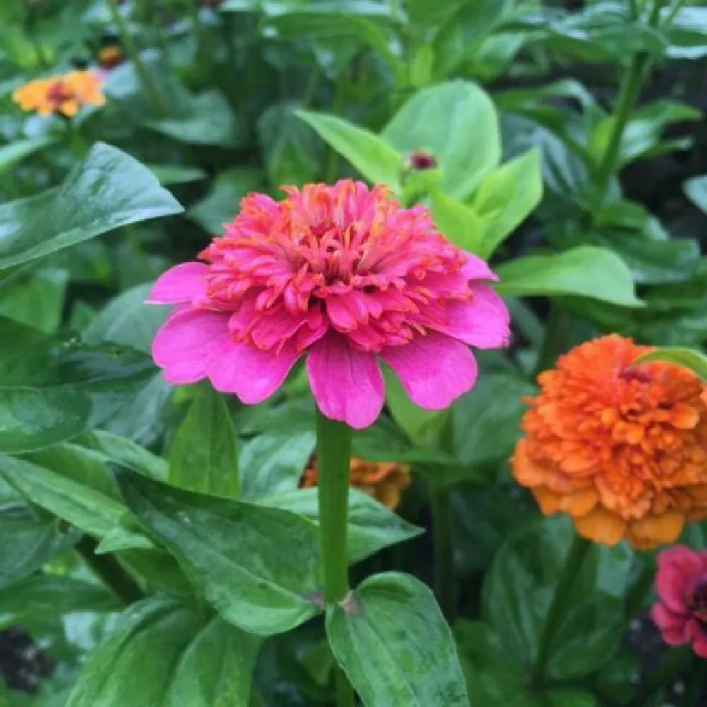 Zinnia 'Scabiosa' (blandning)