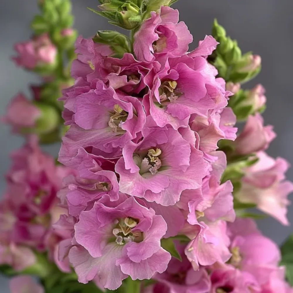 Lövkoja, rosa
