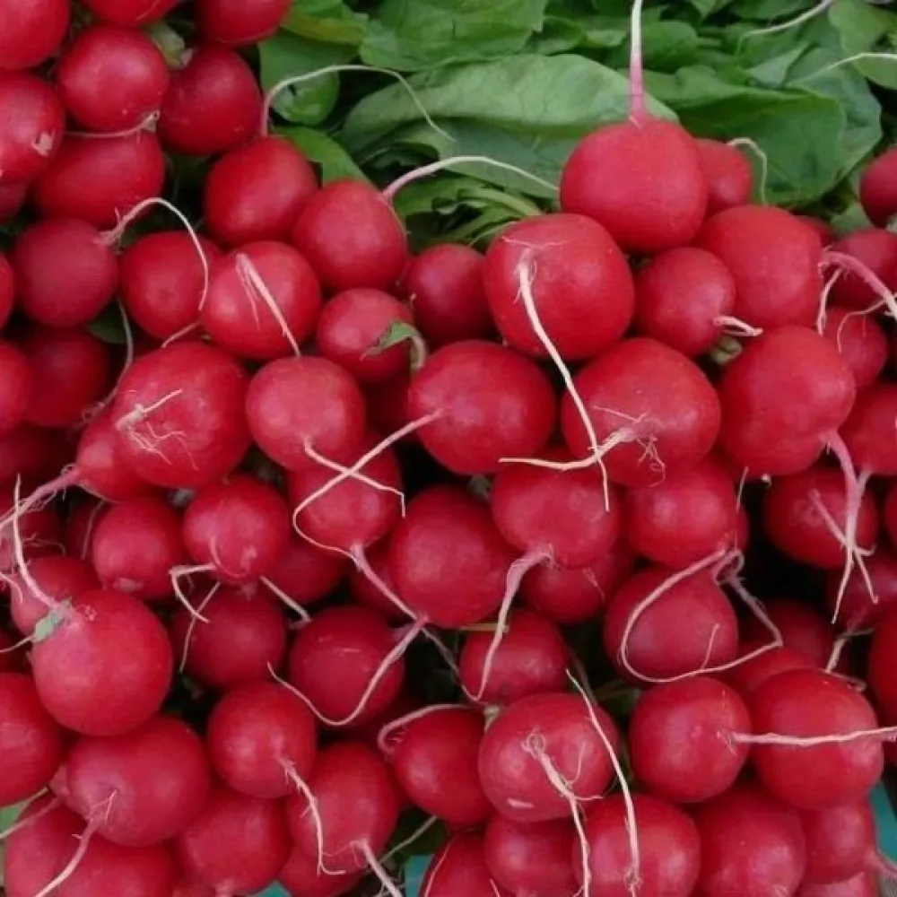Rädisa 'Carmen'
