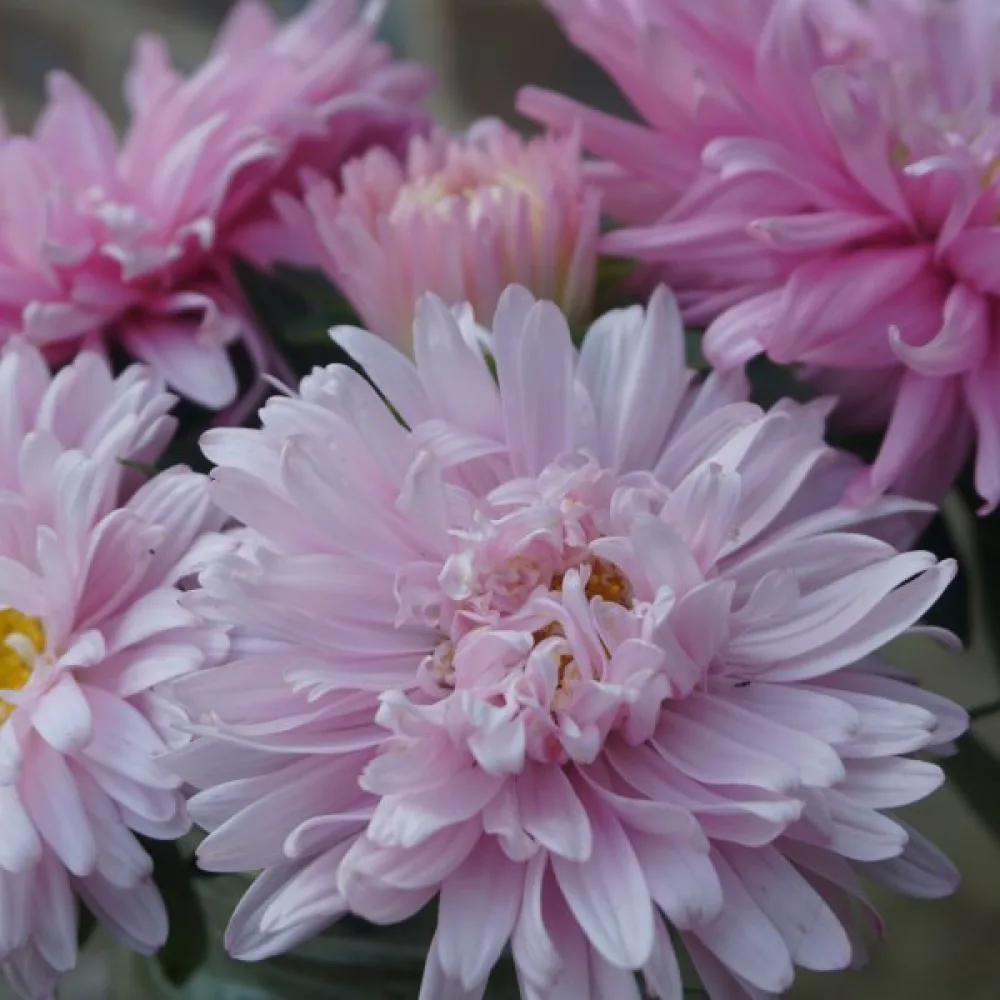 Sommaraster 'Thousand Wonders' laxrosa