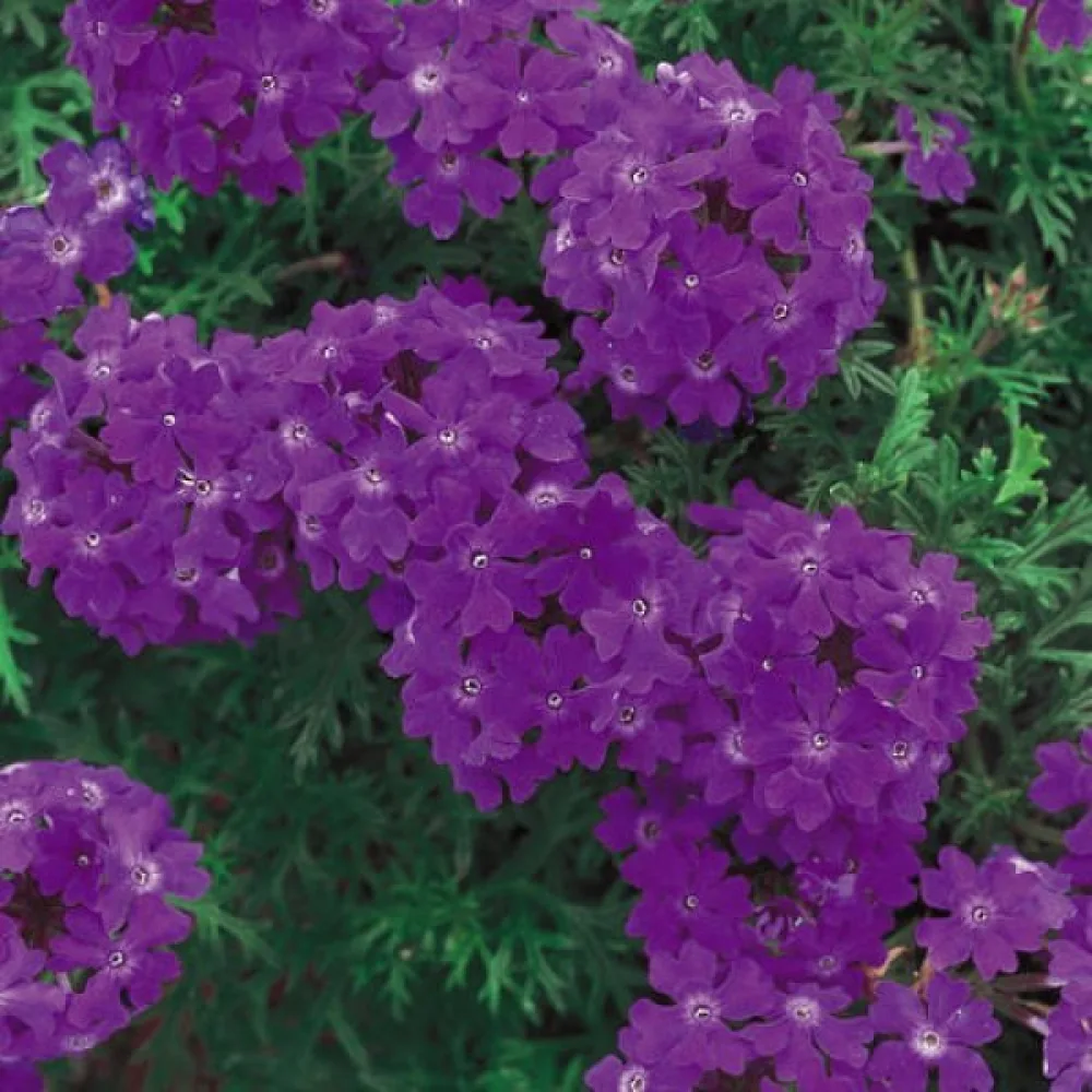 Verbena, violettblå