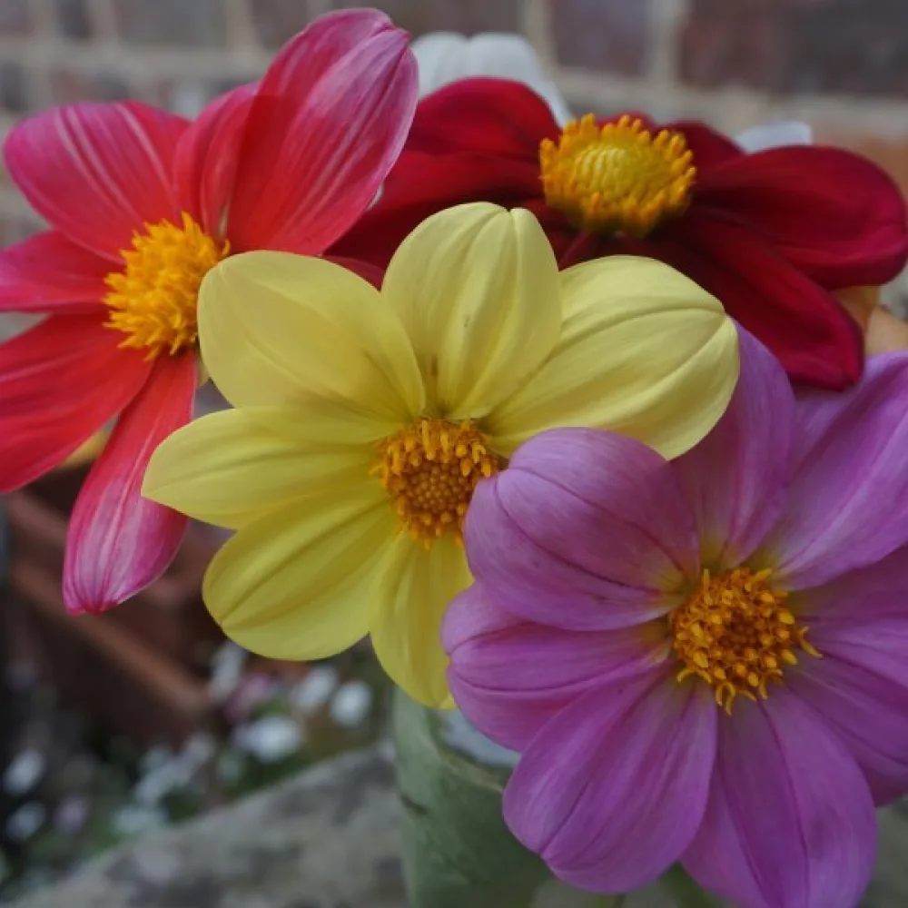 Lågväxande dahlia 'Coltness' – blandning