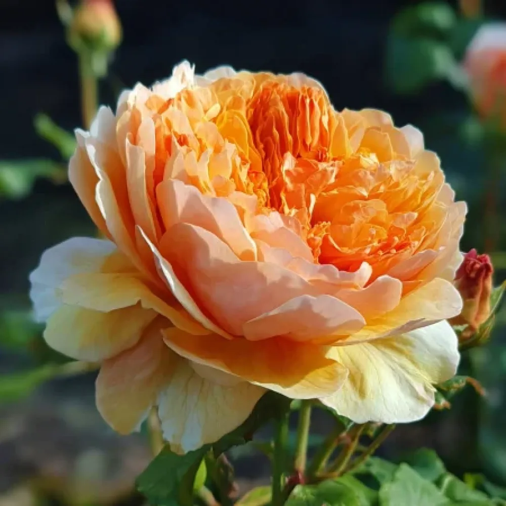 Ros 'Sofia Garden' – barrotad