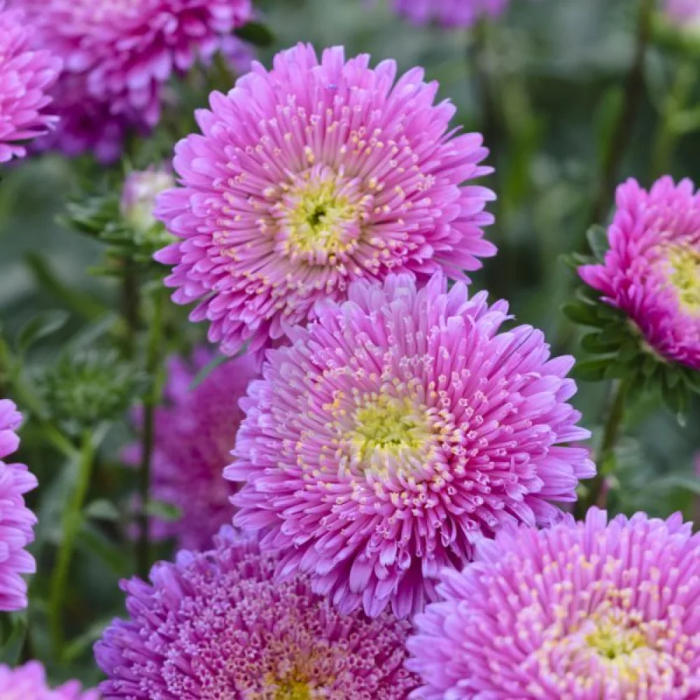 Sommaraster 'Baronesse' – rosa