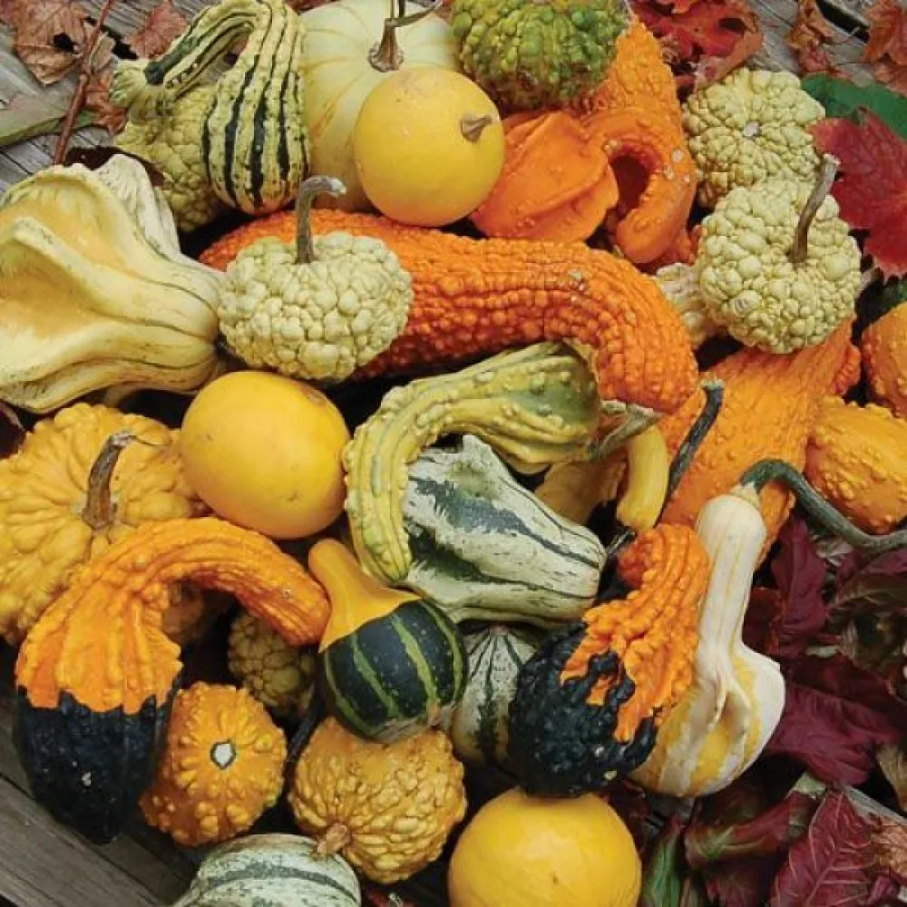 Pumpa 'Strie Melange' – blandning