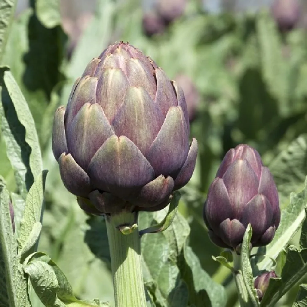 Kronärtskocka 'Violet de Provence'