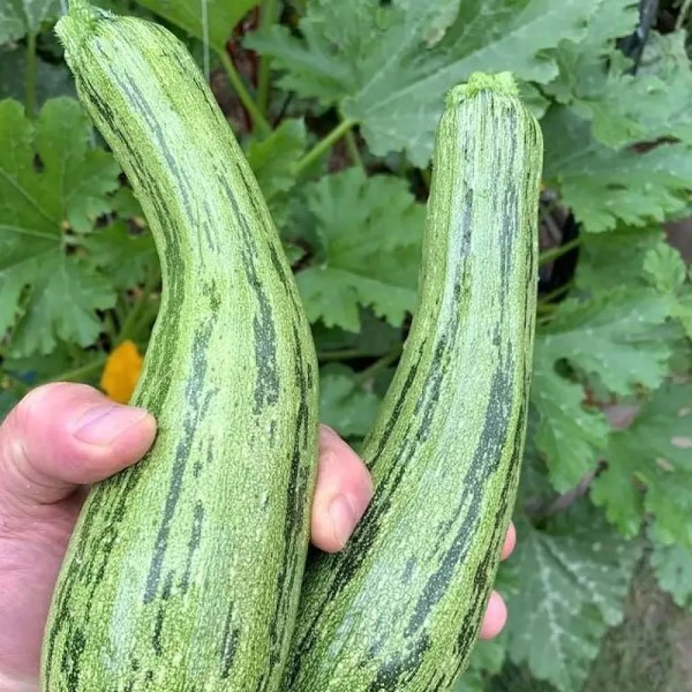 Zucchini 'Nimba'