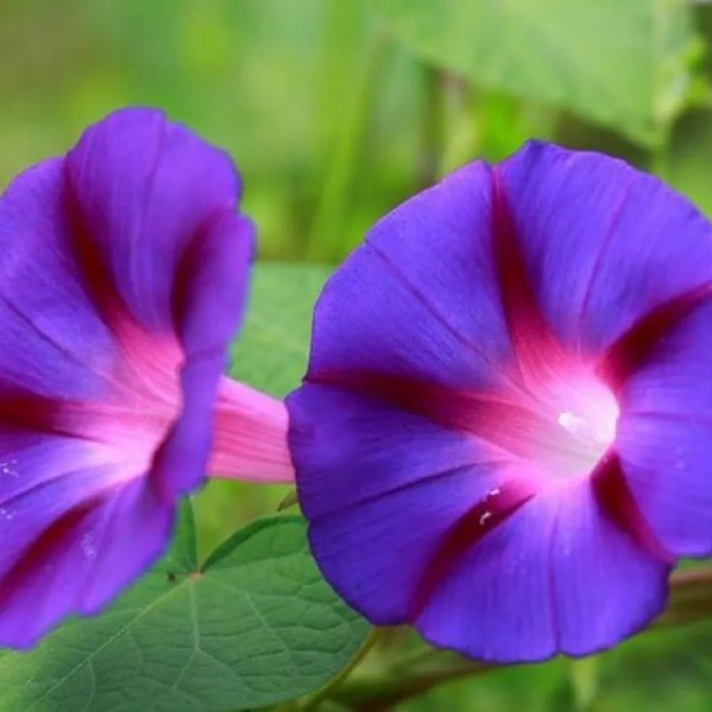 Purpurvinda 'Grandpa Ott' – lila