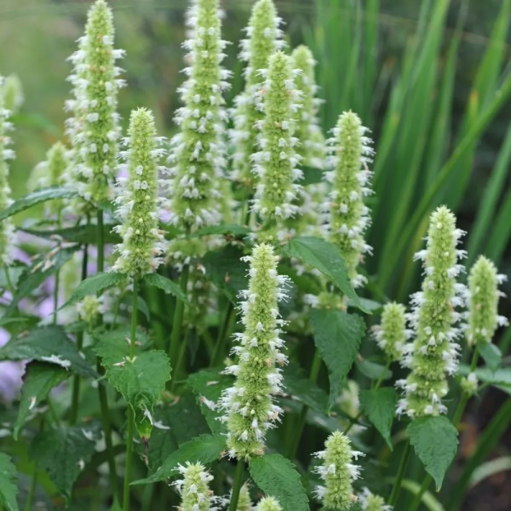 Koreansk anisisop Agastache rugosa, vit
