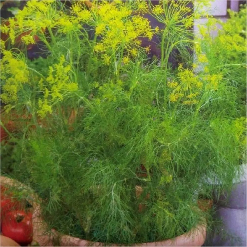 Dill 'Tetra'