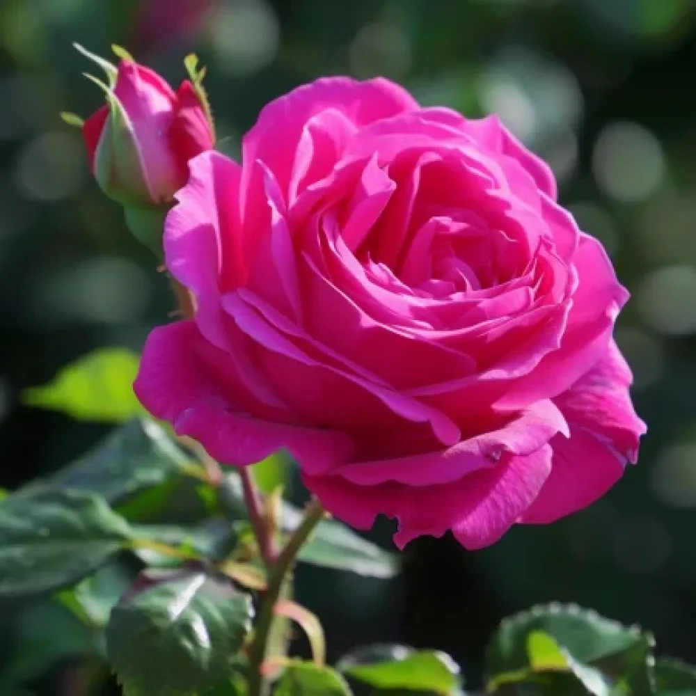 Ros 'Blooming Cloud' – barrotad