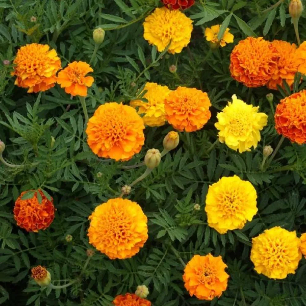 Fransk tagetes 'Petite', blandning