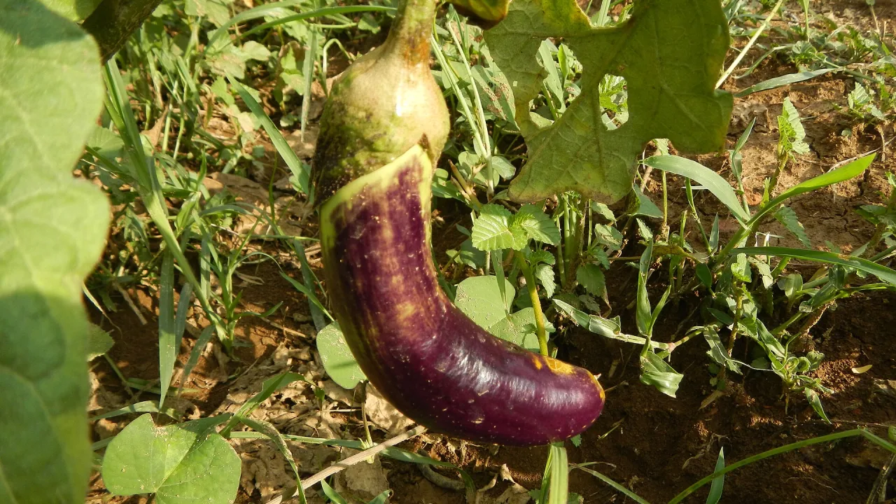 Lila aubergine som hänger från plantan
