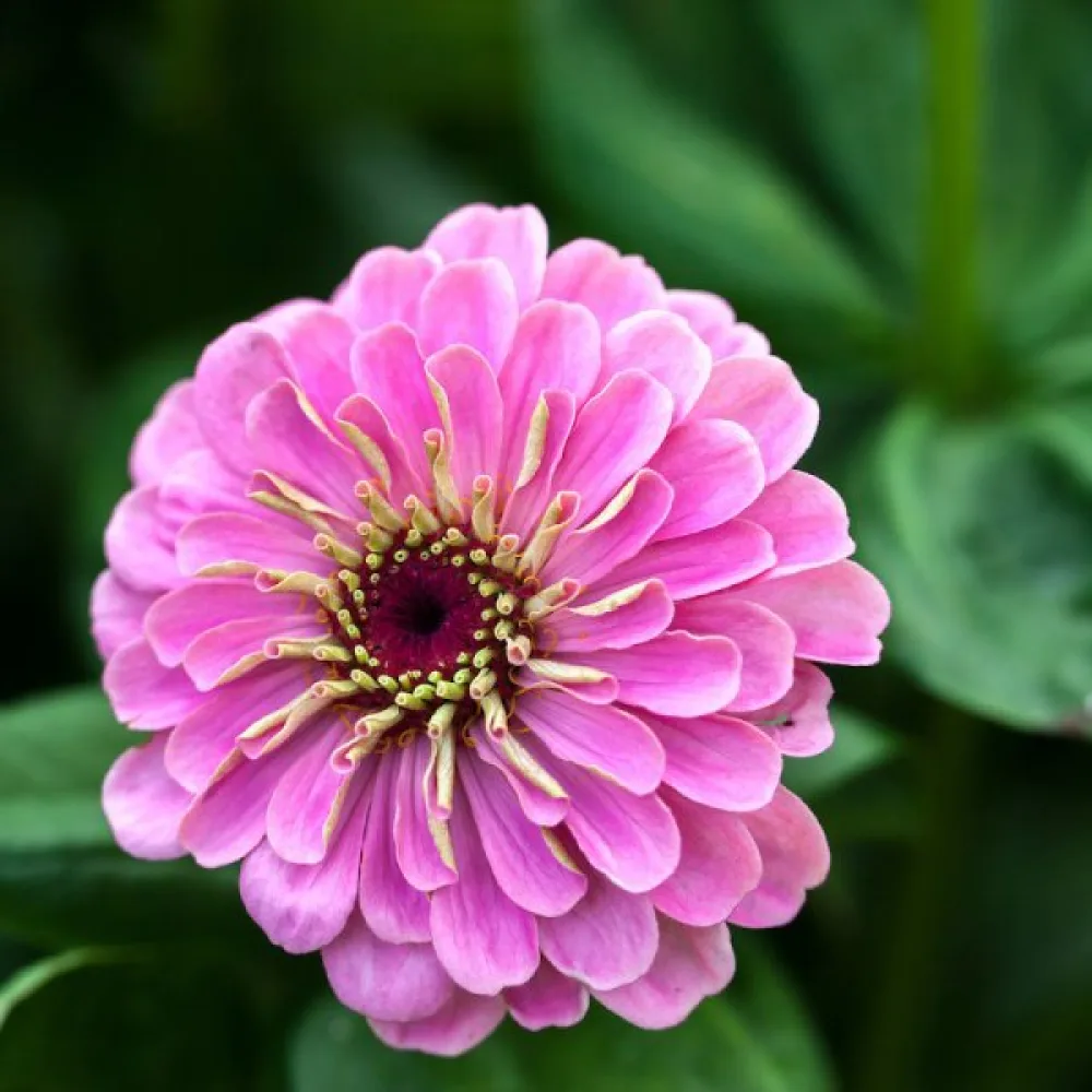 Zinnia 'Super Yoga'
