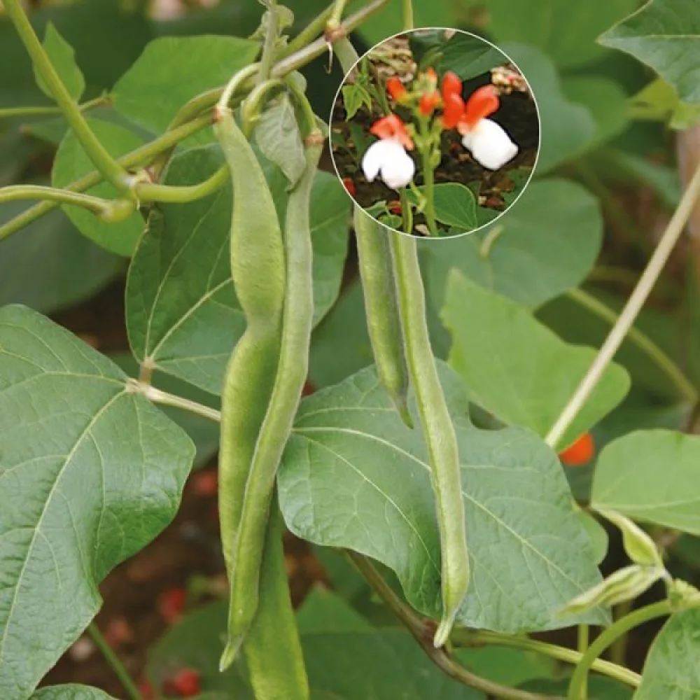 Rosenböna 'Hestia'