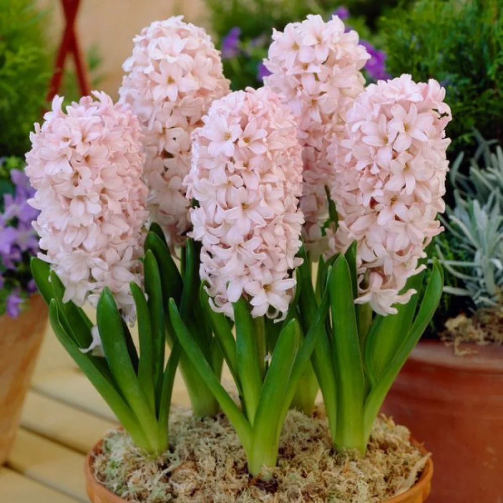 Hyacint 'China Pink'