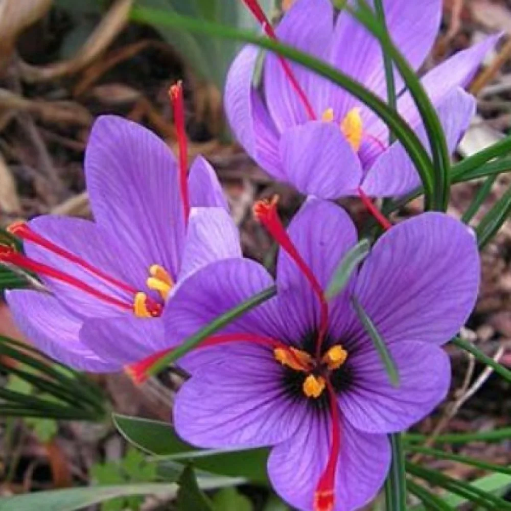Saffranskrokus 'Sativus Organic'