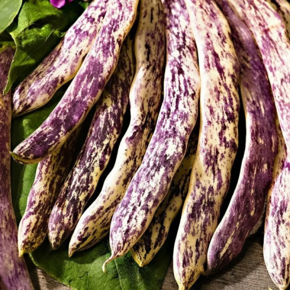 Trädgårdsböna 'Merveille de Piemonte'
