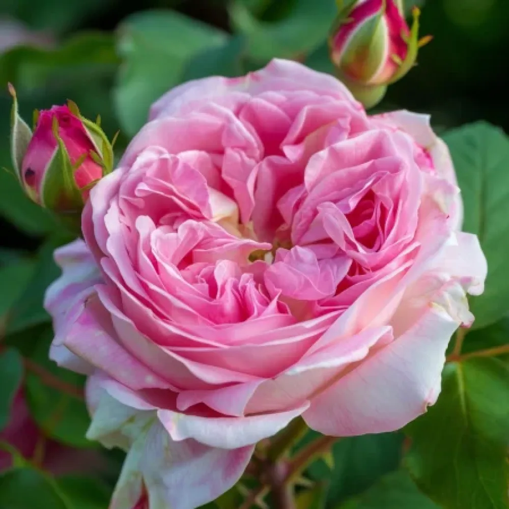 Ros 'Pink Sentinel' – barrotad